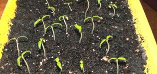 An overview of new methods of growing tomato seedlings without land