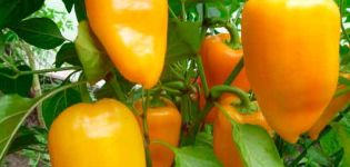 Characteristics and description of the Swallow pepper variety, its yield