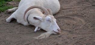 Causas y síntomas de la cetosis en cabras, diagnóstico y tratamiento y prevención.