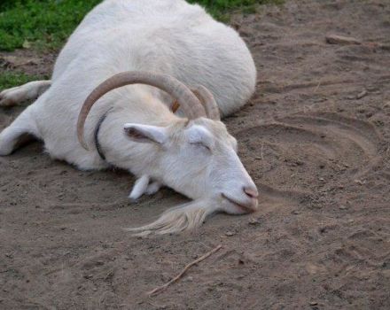 Causas y síntomas de la cetosis en cabras, diagnóstico y tratamiento y prevención.