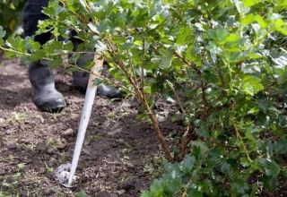 The better to feed the gooseberry, how to water it correctly in summer and autumn