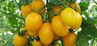 Description et caractéristiques de la variété de tomate ambre régime F1