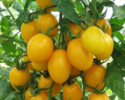 Description et caractéristiques de la variété de tomate ambre régime F1