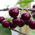 Description and characteristics of the Veda cherry variety, cultivation and care