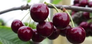 Description et caractéristiques de la variété de cerises Veda, culture et entretien