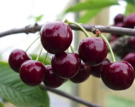 Description and characteristics of the Veda cherry variety, cultivation and care