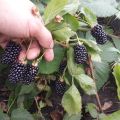 How to plant, grow and care for blackberries in the open field