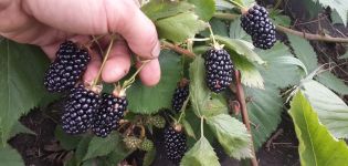 How to plant, grow and care for blackberries in the open field