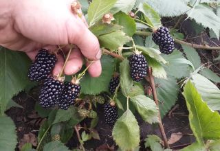 Cómo plantar, cultivar y cuidar moras en campo abierto.