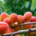 Por qué el albaricoque florece, pero no da frutos, las razones y qué hacer al respecto.