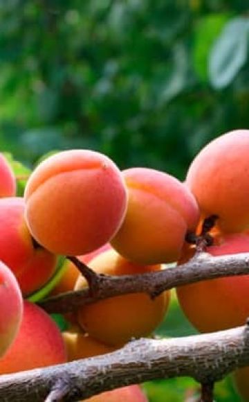 Why apricot blooms, but does not bear fruit, the reasons and what to do about it