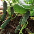 Description of the Prestige cucumber variety, cultivation features and care