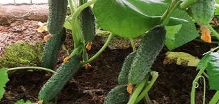 Description of the Prestige cucumber variety, cultivation features and care