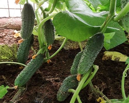 Description of the Prestige cucumber variety, cultivation features and care