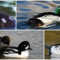 Description and lifestyle of gogol ducks, habitats and taste