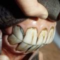 ¿Cuántos dientes tiene un caballo y cómo cuidarlos adecuadamente, defectos y tratamiento?