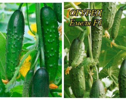 Description of the Emelya cucumber variety, features of growing and care