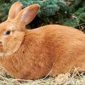 Description and characteristics of the Burgundy rabbit breed, rules of maintenance