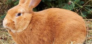 Description and characteristics of the Burgundy rabbit breed, rules of maintenance