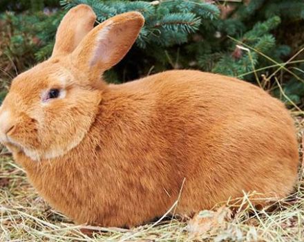 Description and characteristics of the Burgundy rabbit breed, rules of maintenance