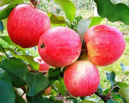 Description and characteristics of the Dream apple tree, planting, growing and care