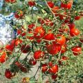 Characteristics and description of the tomato variety Sweet bunch, its yield