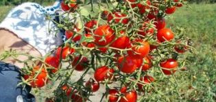 Caractéristiques et description de la variété de tomate Sweet bunch, son rendement