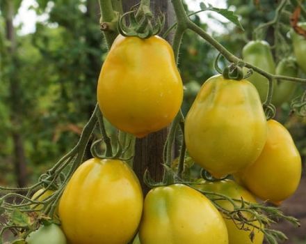 Beskrivelse af tomatsorten Anna German og dens egenskaber