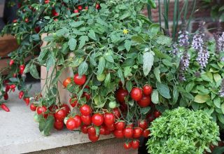 Ciri-ciri menanam tomato ceri di ambang tingkap di rumah