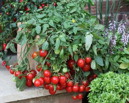 Features of growing cherry tomatoes on the windowsill at home