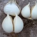 Description, planting, care and cultivation of Rocambole elephant garlic onions