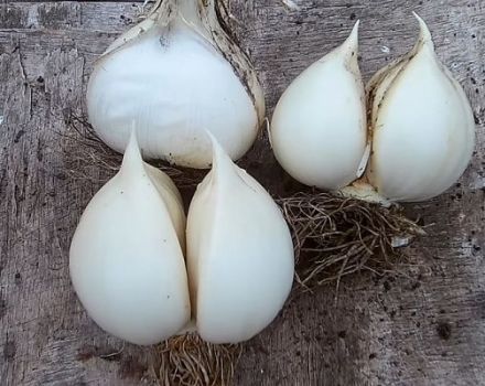 Description, planting, care and cultivation of Rocambol elephant garlic onions