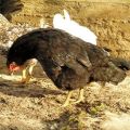 Causas y síntomas de la enfermedad de Marek en pollos, métodos de tratamiento.