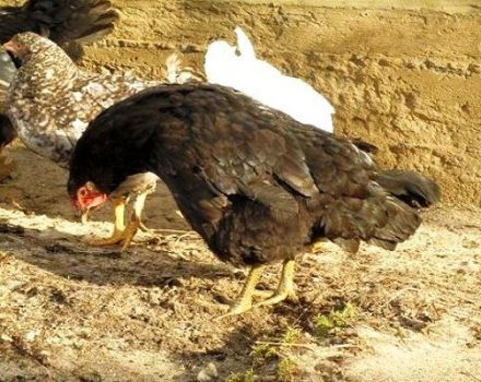 Causes and symptoms of Marek's disease in chickens, treatment methods