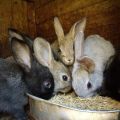 Is it possible to give barley to rabbits, and how correctly, the benefits and harms of cereals