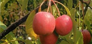 Descripción y características de la variedad decorativa de hojas rojas de los manzanos Nedzvetsky, plantación y cuidado.