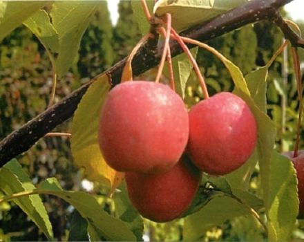 Descripció i característiques de la varietat decorativa de fulles vermelles de pomeres Nedzvetsky, plantació i cura