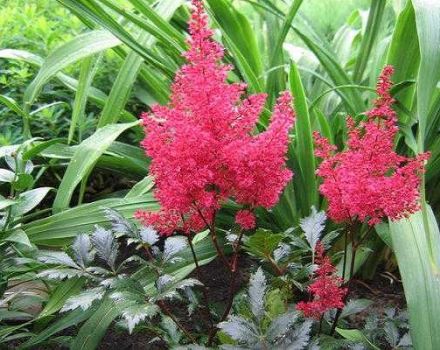 Characteristics and description of Fanal astilbe, cultivation and care