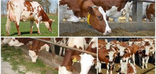 Determination of the dry period and how long it takes for cows, preparation