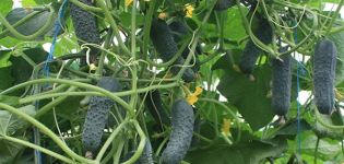 Description of the cucumber variety Bjorn F1, its care and yield