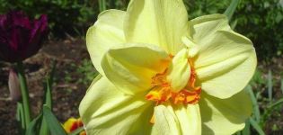 Description and characteristics of the Tahiti narcissus variety, care and application