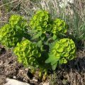 Plantación y cuidado de algodoncillo perenne de jardín, reproducción y cultivo.