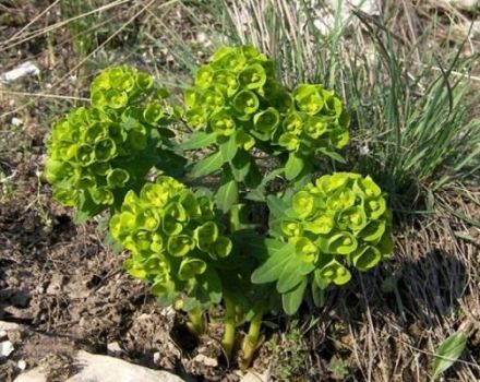 Plantación y cuidado de algodoncillo perenne de jardín, reproducción y cultivo.