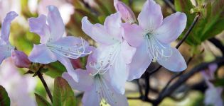 Description and characteristics of Schlippenbach's rhododendron, planting and cultivation