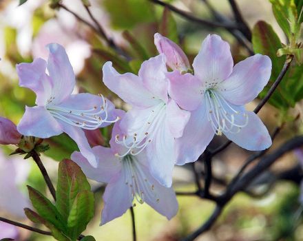 Schlippenbacho rododendro aprašymas ir ypatybės, sodinimas ir auginimas