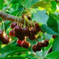 Planting, growing and caring for cherries in the Urals, choosing suitable varieties