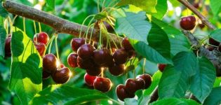 Plantar, cultivar y cuidar las cerezas en los Urales, eligiendo las variedades adecuadas