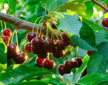 Planter, cultiver et entretenir des cerises dans l'Oural, en choisissant les variétés appropriées