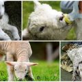 What to do if a lamb has a swollen belly and what are the reasons, treatment of tympania