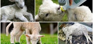 What to do if a lamb has a swollen belly and what are the reasons, treatment of tympania